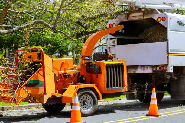 Reliable Canby, MN Tree Removal Solutions