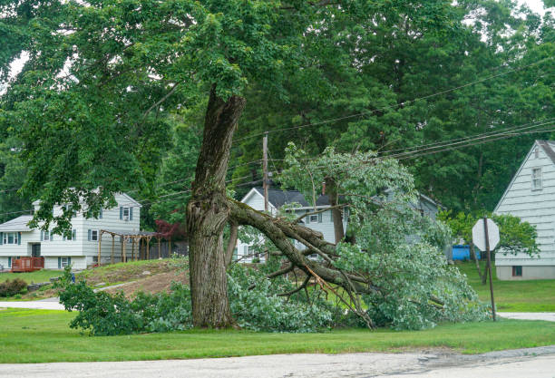 Best Tree Maintenance Programs  in Canby, MN