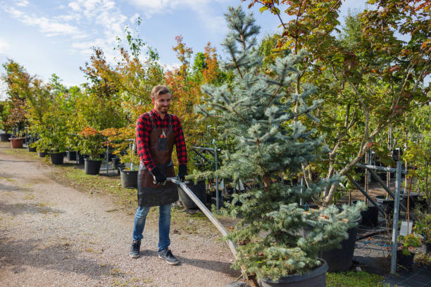 Best Tree Mulching  in Canby, MN