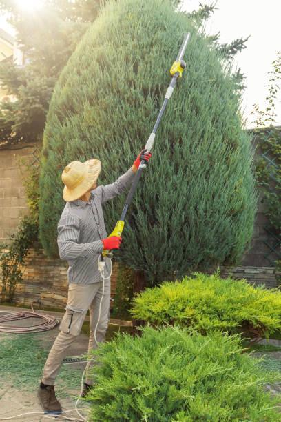 Best Lawn Watering Services  in Canby, MN