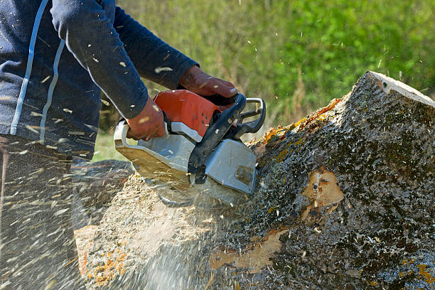  Canby, MN Tree Removal Pros